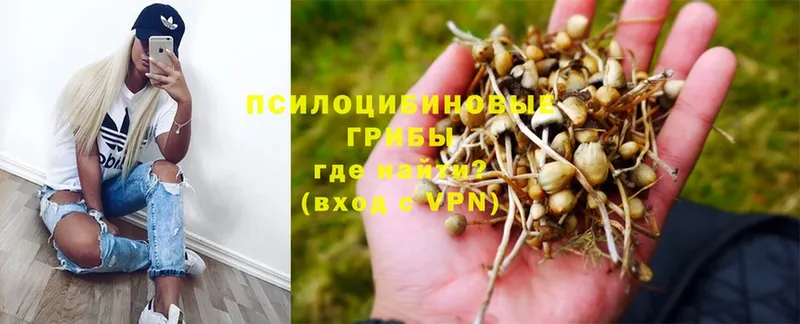 Псилоцибиновые грибы Psilocybine cubensis  Петровск-Забайкальский 